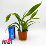 Oncidium Sharry Baby 'Red Fantasy'