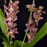 Largerara Angel Baby 'Sultry'