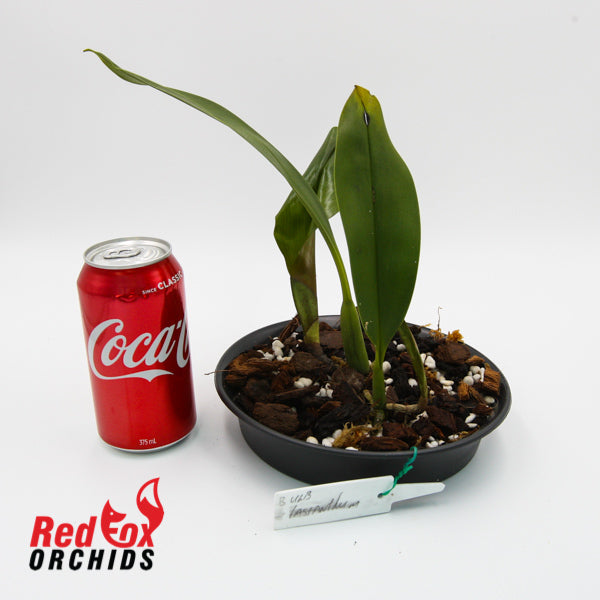 Bulbophyllum lasianthum (Rare)