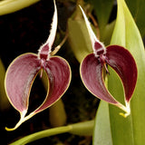 Bulbophyllum maxillare