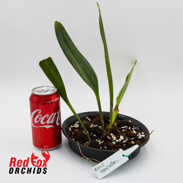 Bulbophyllum odorata