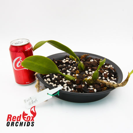 Bulbophyllum patens