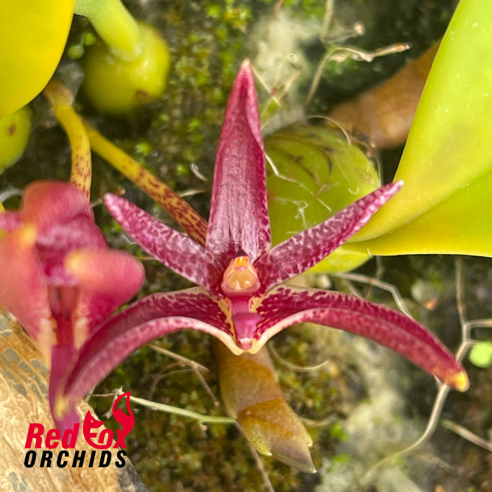 Bulbophyllum patens – Red Fox Orchids