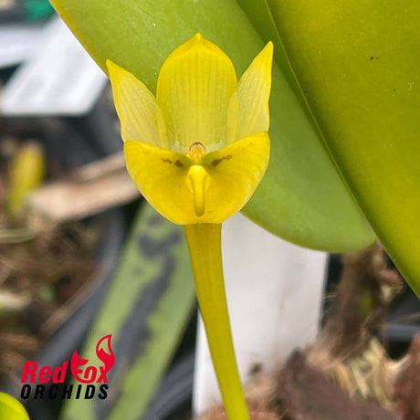 Bulbophyllum sinapsis