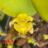 Bulbophyllum sinapsis