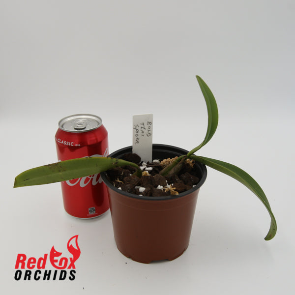 Bulbophyllum Thai Spider