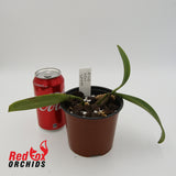 Bulbophyllum Thai Spider