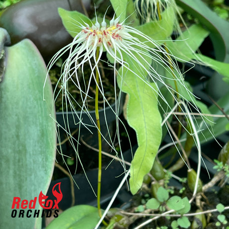 Bulbophyllum Thai Spider
