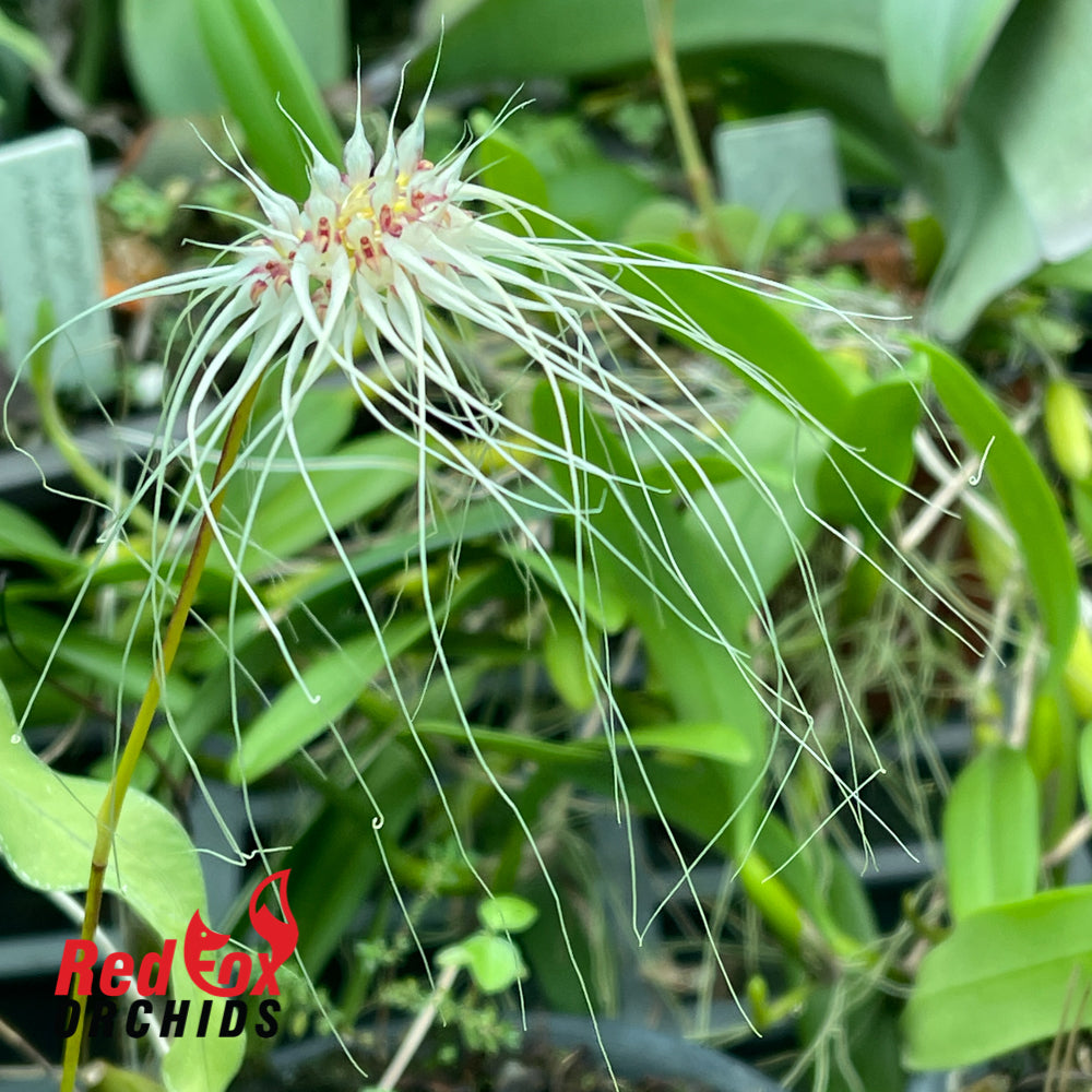 Bulbophyllum Thai Spider