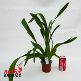 Odontocidium Wild Willie 'Wonka'