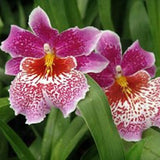 Odontonia Memoria Martin Orenstein 'Lulu'