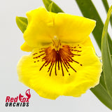 Miltoniopsis Freebryd  'Taxi'
