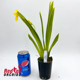 Miltoniopsis Freebryd  'Taxi'