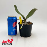 Phalaenopsis Fuller's Sunset