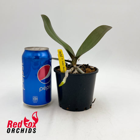 Phalaenopsis Fuller's Sunset