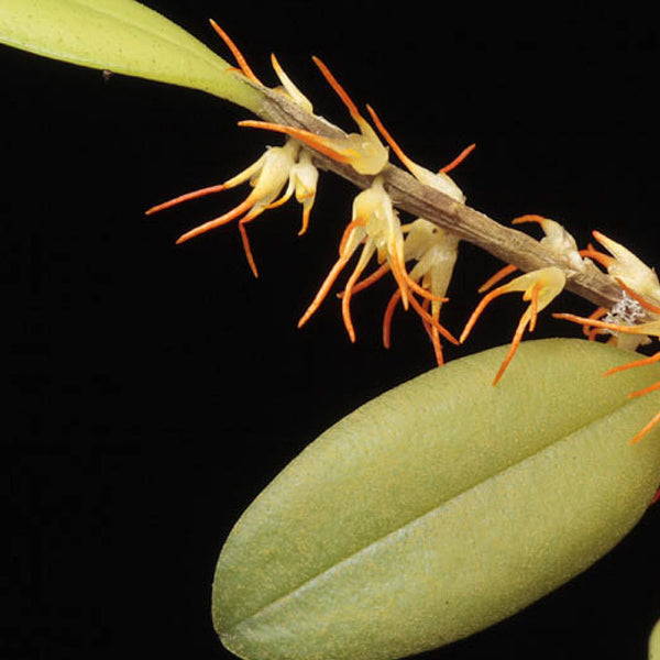 Bulbophyllum clandestinum