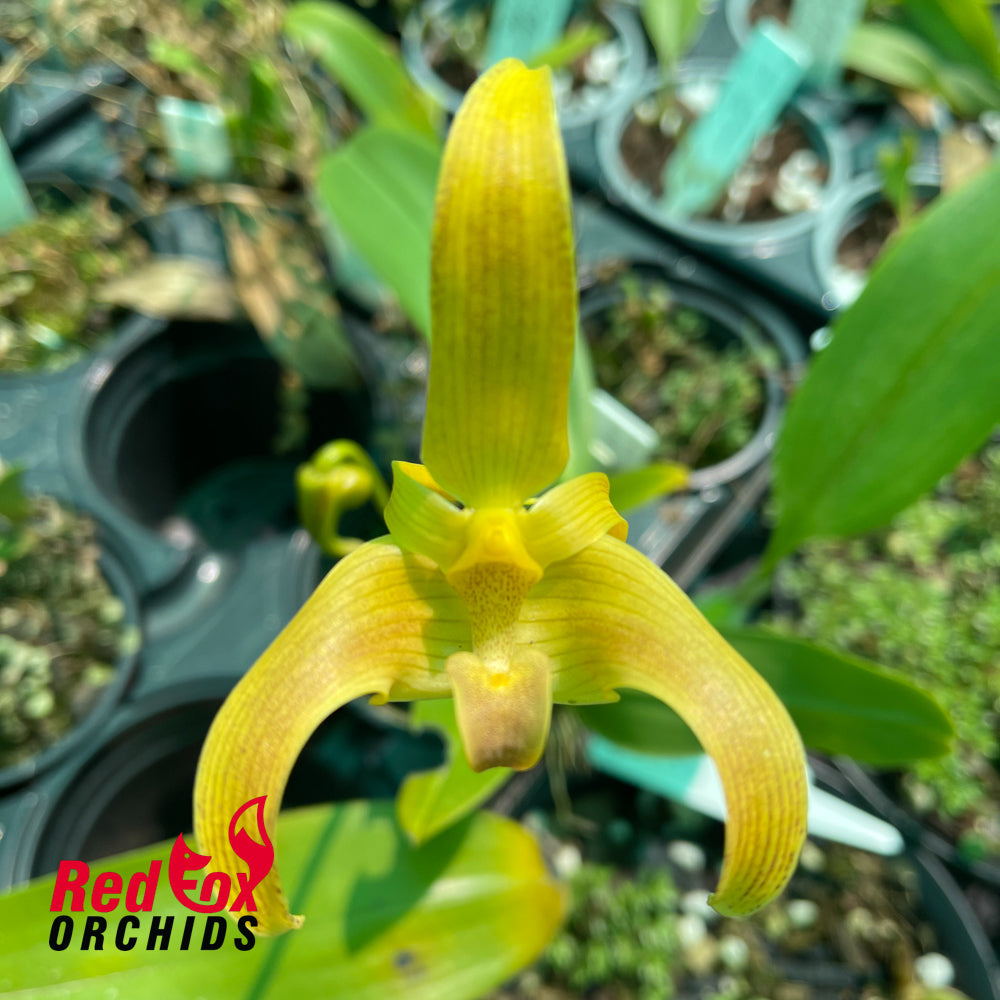 Bulbophyllum lobbii 'Kathy's Gold x Speckles'