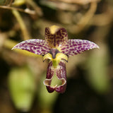 Bulbophyllum ecornutum