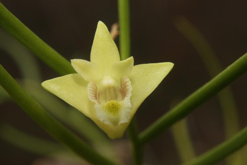 Dendrobium clavatum