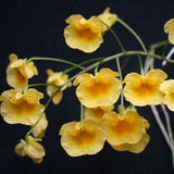 Dendrobium lindleyi