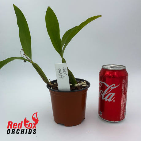 Coelogyne ovalis