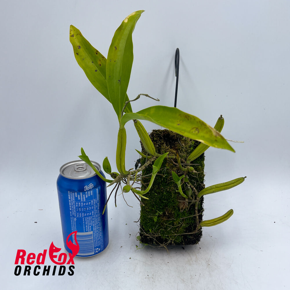Coelogyne ovalis