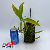 Coelogyne ovalis
