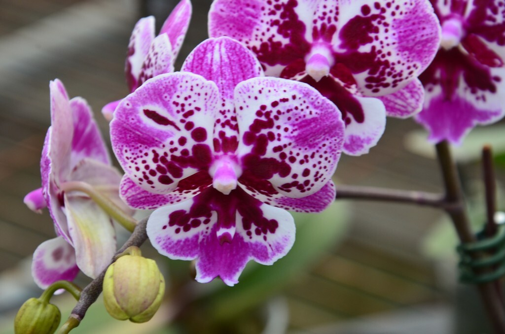 Phalaenopsis Allura 'Iron Mask'