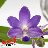 Doritaenopsis Purple Martin 'Tzu Chiang'