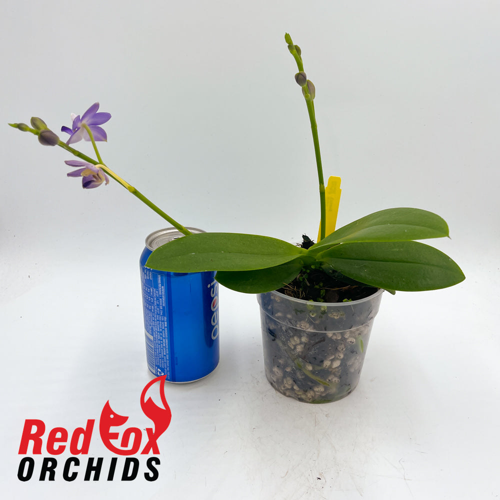 Doritaenopsis Purple Martin 'Tzu Chiang'