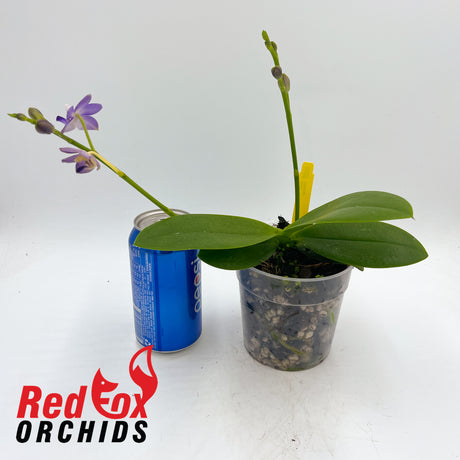 Doritaenopsis Purple Martin 'Tzu Chiang'