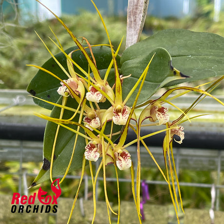 Dendrobium tetragonum