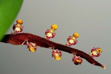 Bulbophyllum falcata