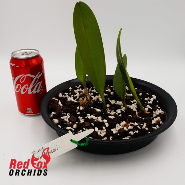 Bulbophyllum whitfordii