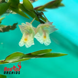 Dendrobium mannii 'Red'