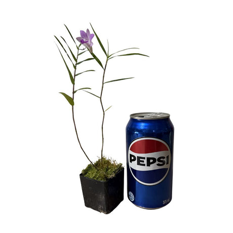 Dendrobium lancifolium