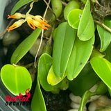 Bulbophyllum chrysendentum