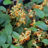 Bulbophyllum chrysendentum