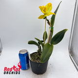 Brassolaeliocattleya Destiny 'Dixon'