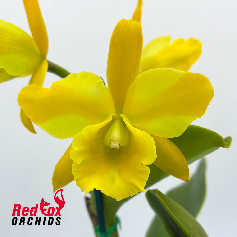 Brassolaeliocattleya Destiny 'Dixon'