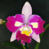 Rhyncholaeliocattleya Village Chief Chanel 'Chief Pearl'
