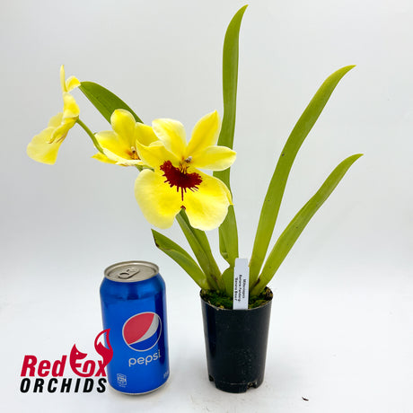 Miltoniopsis Banana Fandango 'Banana Bread'