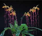 Paphiopedilum Michael Koopowitz