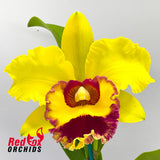 Rhyncholaeliocattleya Chunyeah 'Tzeng-Wen'