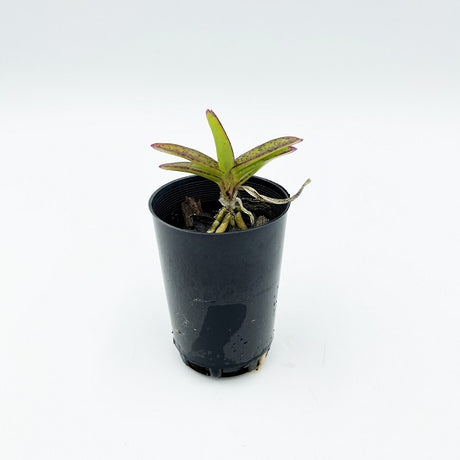 Vanda miniatum