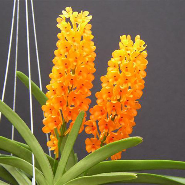 Vanda miniatum