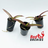 Vanda (gordon Dillon x Rattana)