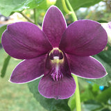 Dendrobium Airy Way Blue