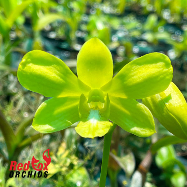 Dendrobium Thongchai Gold 'Pure Gold #2'