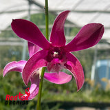 Dendrobium Red Bull 'LD'